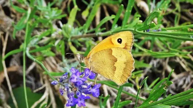 ... wie der Verlauf dieser Bilddoku zeigt. ... | Foto: © Silvia Plischek