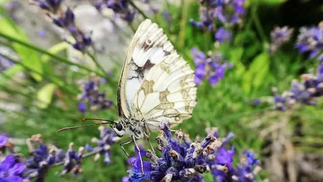 Schachbretter | Foto: © Silvia Plischek