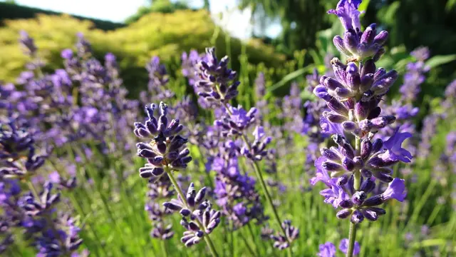 Der Duft der blühenden Lavendelähren zieht die unterschiedlichsten Insekten an. ... | Foto: © Silvia Plischek