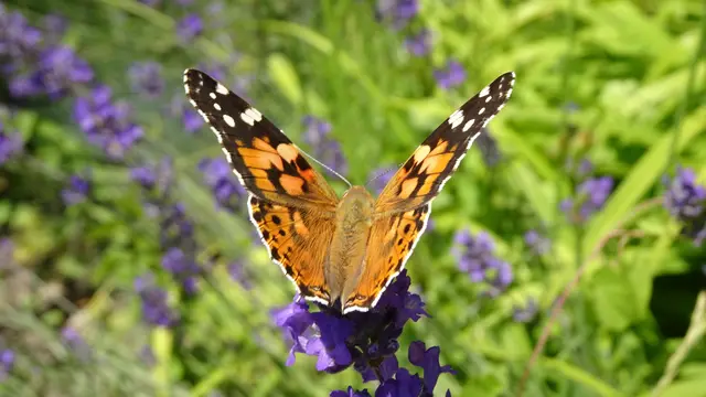 Distelfalter | Foto: © Silvia Plischek