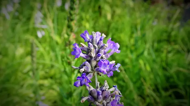 ... erfreute dieser Lavendel - trotz aller Widrigkeiten - ... | Foto: © Silvia Plischek