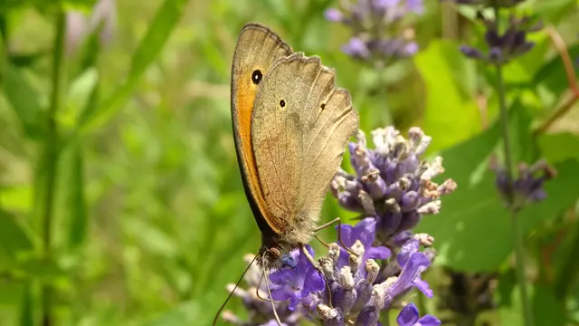Ochsenauge | Foto: © Silvia Plischek