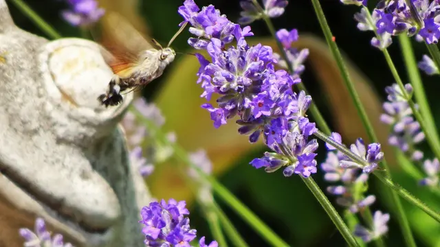 ... Taubenschwänzchen ... | Foto: © Silvia Plischek