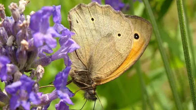 Auch ein Ochsenauge hat sich eingefunden, ...  | Foto: © Silvia Plischek