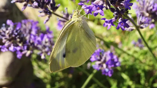 Kleiner Kohlweißling | Foto: © Silvia Plischek