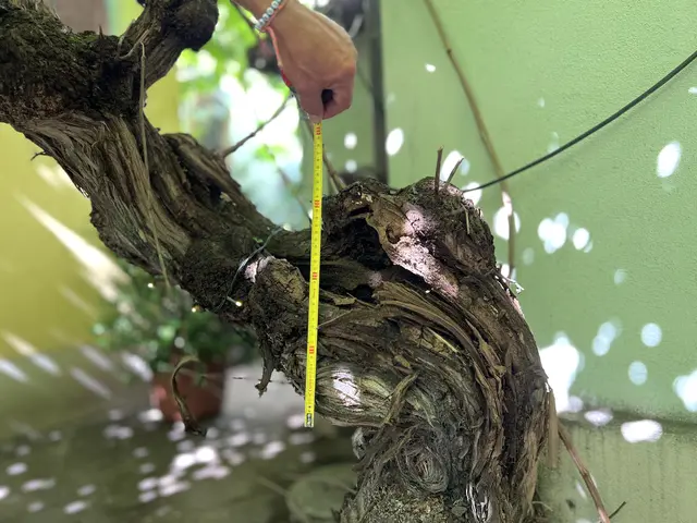 Jeder Zentimeter zählt bei dem wahrscheinlich ältesten Weinstock Österreichs.  | Foto: Elisabeth Egle