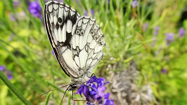 Treffpunkt Lavendel 2025:  Experiment geglückt! ... &gt; Intro 2 &lt; | Foto: © Silvia Plischek