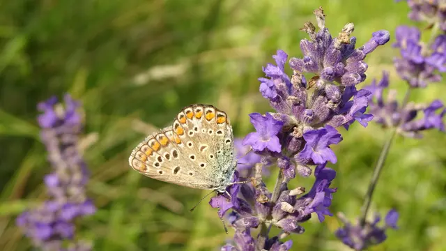 Bläuling | Foto: © Silvia Plischek