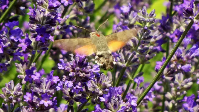 Zur Blütezeit ist der Lavendel ein beliebter Treffpunkt, auch für das Taubenschwänzchen, ... | Foto: © Silvia Plischek