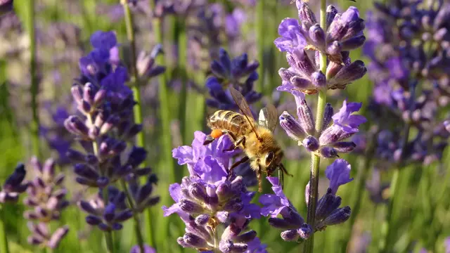 Foto: © Silvia Plischek