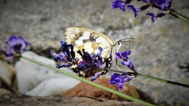 Distelfalter | Foto: © Silvia Plischek