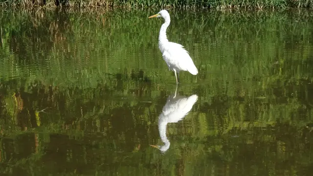 "Mein" Silberreiher auf der Jagd !