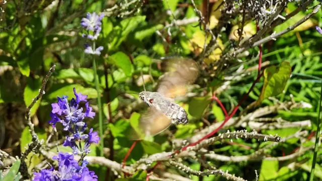 Taubenschwänzchen | Foto: © Silvia Plischek