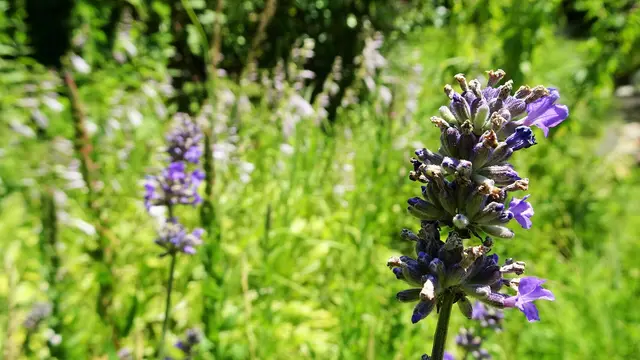 Experiment geglückt! ... Ein kleines Wunder der Natur, das uns in dieser Blühsaison beschert wurde. Vielen Dank dafür! | Foto: © Silvia Plischek