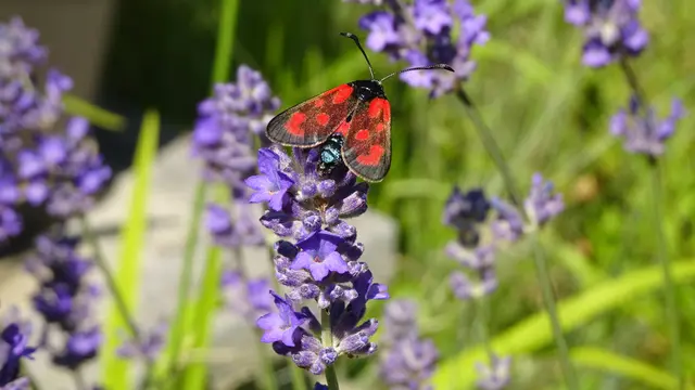 Fünffleck-Widderchen | Foto: © Silvia Plischek