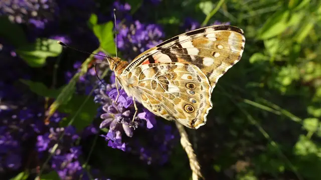 Distelfalter | Foto: © Silvia Plischek