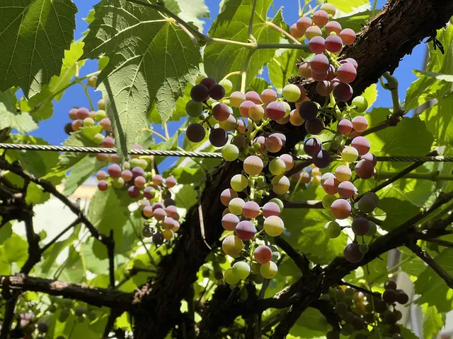 Es ist eine Besonderheit, dass der alte Weinstock jedes Jahr noch Trauben trägt.  | Foto: Elisabeth Egle
