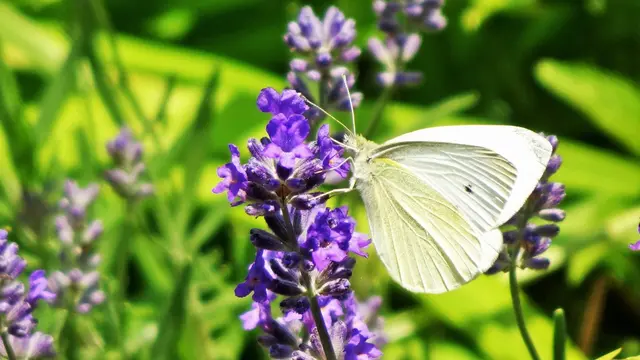 ... uns wie auch Schmetterlinge, Bienen &amp; Co ... | Foto: © Silvia Plischek