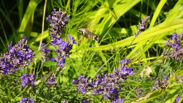 Taubenschwänzchen | Foto: © Silvia Plischek
