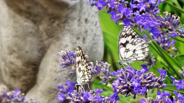 ... für Schachbretter und ... | Foto: © Silvia Plischek