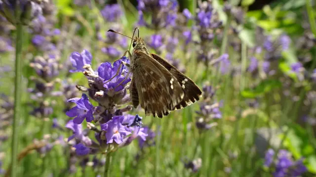 ... ebenso wie der Malven-Dickkopffalter ... | Foto: © Silvia Plischek