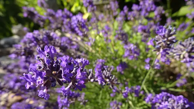 Für Insekten sind die blau-violetten Lavendelblüten eine wichtige Nahrungsquelle, ... für uns Menschen vielseitig verwendbar und außerdem eine Wohltat für all unsere Sinne.
 | Foto: © Silvia Plischek