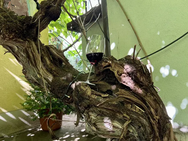 Für die Lese am 21. September sucht der Hausherr noch Lesehelfer.  | Foto: Elisabeth Egle