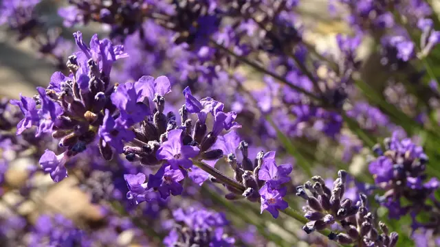 Während die Blüten meiner anderen Lavendelbüsche (Bilddoku Teil 1) ...   | Foto: © Silvia Plischek