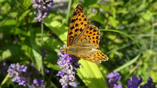 Perlmuttfalter | Foto: © Silvia Plischek