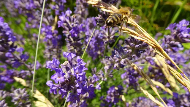 Foto: © Silvia Plischek