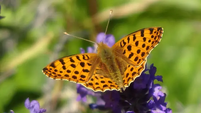 Kaisermantel | Foto: © Silvia Plischek