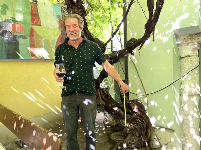 Max Klarmann hat das Alter seines Rebstocks von einem Vinologen bestimmen lassen: Etwa 200 Jahre hat er auf dem Buckel. | Foto: Elisabeth Egle