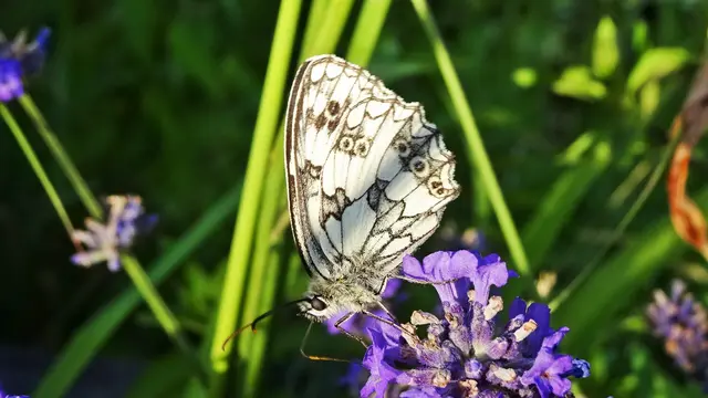 Schachbrett-Falter | Foto: © Silvia Plischek