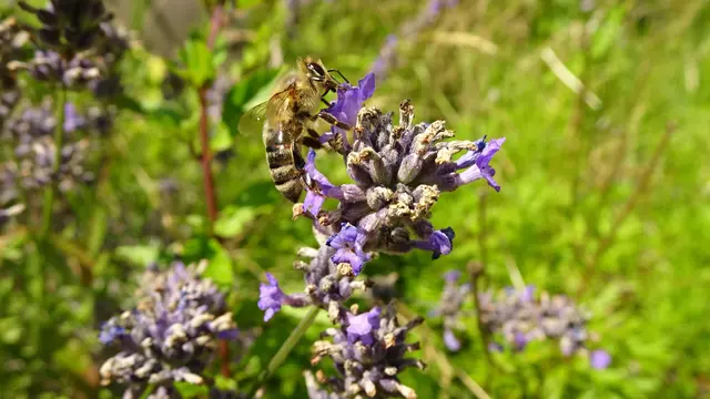 ... teils verblüht waren und Samen bildeten, ... | Foto: © Silvia Plischek