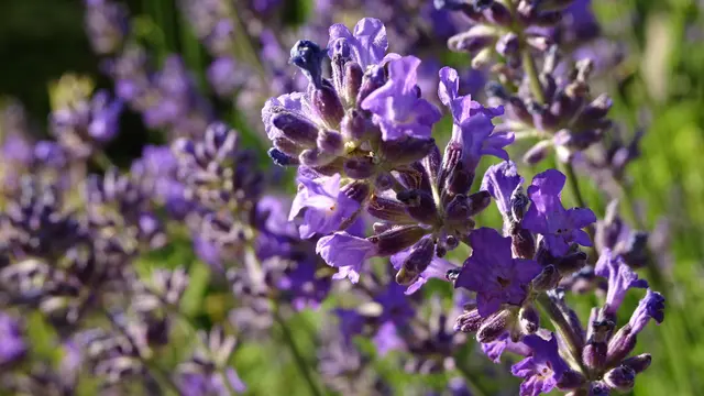 Foto: © Silvia Plischek