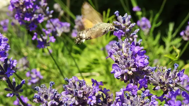 Taubenschwänzchen | Foto: © Silvia Plischek