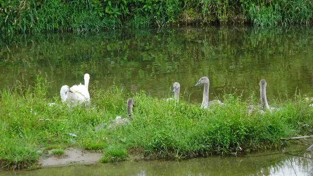 Die Schwanen-Familie auf der neuen Fladnitz-Insel