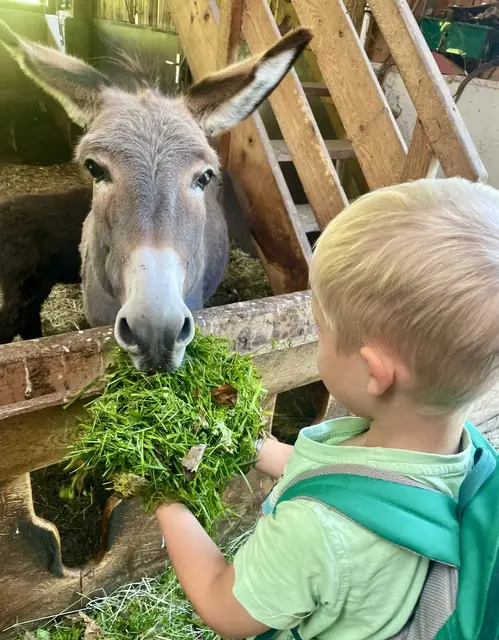 Auch der Esel freute sich über frisches Gras von den Kindern | Foto: Familie Pernkopf