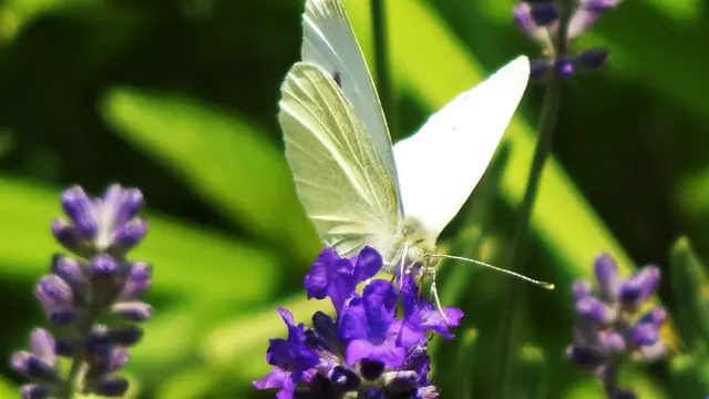 ... bis in die erste August-Woche hinein mit seinen Blüten, ... | Foto: © Silvia Plischek