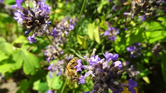 Bienen | Foto: © Silvia Plischek