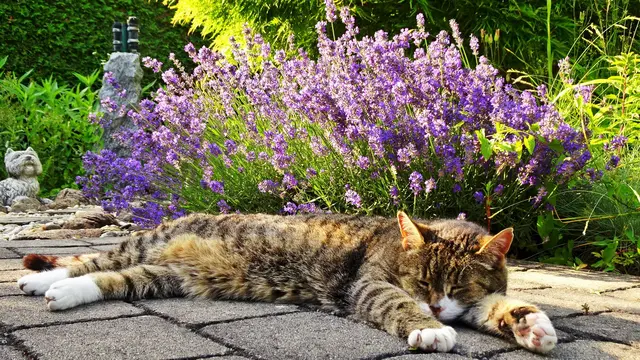 ... auch Katzen - Mutzi fühlt sich in seiner Nähe sichtlich wohl. :-) | Foto: © Silvia Plischek