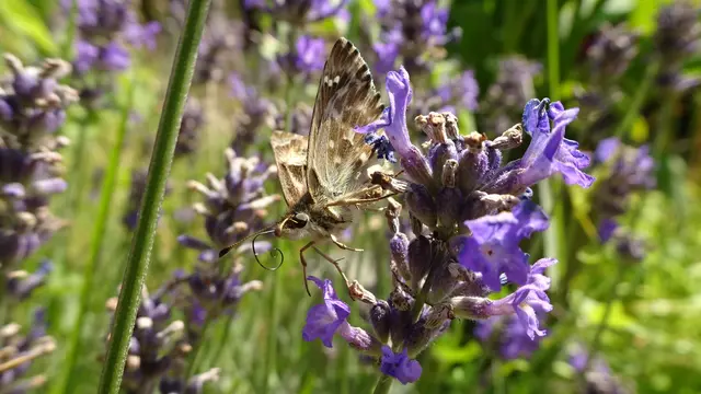 Malven-Dickkopffalter | Foto: © Silvia Plischek