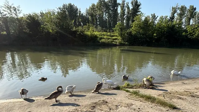 Pflege des Gefieders bei der Fladnitz-Mündung