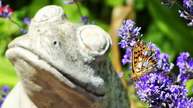 ... Distelfalter ... | Foto: © Silvia Plischek