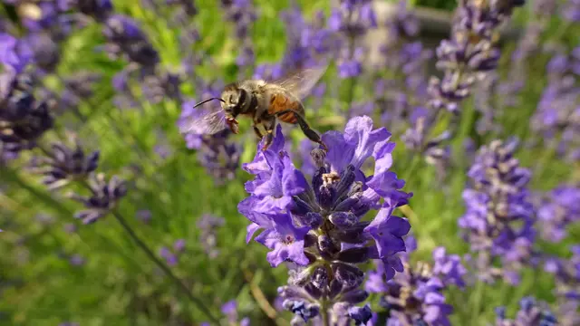 Foto: © Silvia Plischek