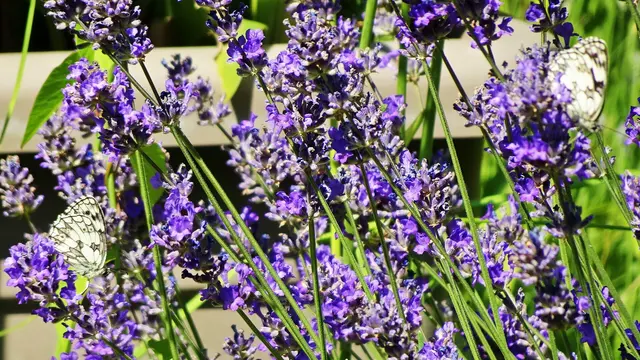 Schachbretter  | Foto: © Silvia Plischek