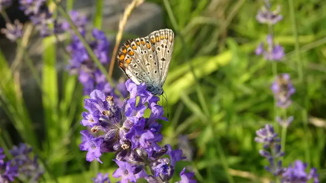 Anm.: Bläulinge sind in unserem Garten ansonst schon viel früher und durchgehend den ganzen Sommer über zu sehen, 2025 zeigten sie sich erstaunlicherweise erst im August.  | Foto: © Silvia Plischek