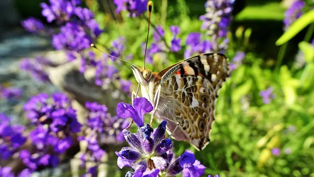 Treffpunkt Lavendel 2025:  Phänomen Lavendelblüte | Foto: © Silvia Plischek