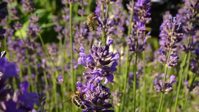 Bei den fleißigen Bienen geht es den ganzen Tag sehr turbulent zu. ... :-) ... | Foto: © Silvia Plischek