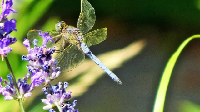 Blaupfeil | Foto: © Silvia Plischek